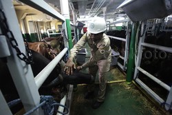 Kapal Ternak Tiba di Jakarta Cuma Terisi 70%, Ini Penjelasan Mentan