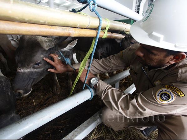 Petugas Periksa Kesehatan Sapi di Kapal Tol Laut