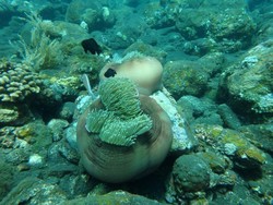 Tulamben, Satu Lagi Spot Diving Keren di Bali