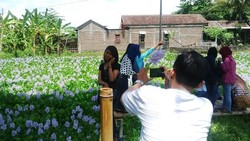 Setelah Amaryllis, Kebun Bunga Eceng Gondok di Bantul Kini Mulai Hits