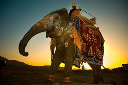 India Akan Larang Kegiatan Menunggang Gajah