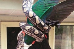 Ular Piton Ini Tertangkap Kamera Menelan Burung Beo