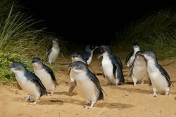 Lucunya Para Penguin di Phillip Island, Melbourne