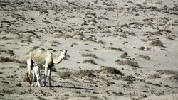 Puluhan Pemburu Qatar Diculik di Irak