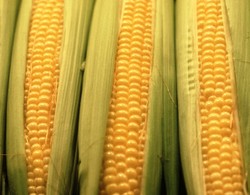 Bulog Impor Jagung 600.000 Ton Januari-Maret 2016