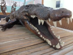 Penampakan Buaya Tete Maluku