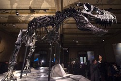 Pertama Kalinya, Rangka T-Rex Dipamerkan di Eropa