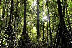 Pohon Misterius di Hutan Ekuador yang Bisa Berjalan