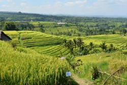 Melihat Teras Sawah Warisan Dunia di Jatiluwih, Bali