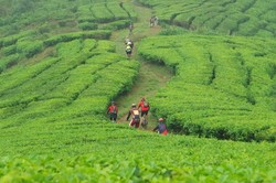Asyiknya Gowes Sepeda di Kebun Teh Cianten, Bogor