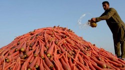 Kesepakatan WTO: Hapus Subsidi Ekspor Pertanian