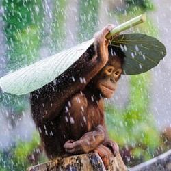 Musim Hujan, Foto Apa yang Bagus?