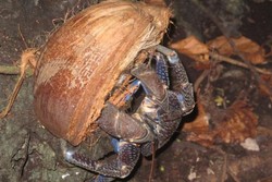 Bertemu Kepiting Kenari di Pulau Dayan, Raja Ampat