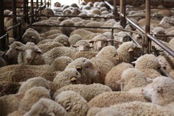 Begini Modus Pencuri Domba di Australia Selatan