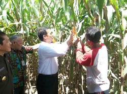 Blusukan ke Karo, Mentan Senang Harga Jagung Petani Rp 3.000/Kg