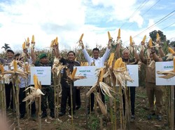 Panen Jagung di Kaki Gunung Sinabung, Mentan: Harga Jatuh, Lapor ke Saya