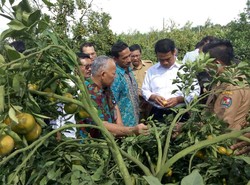 Mentan Kaget Petani Jeruk di Karo Kantongi Omzet Rp 3 Miliar/Tahun