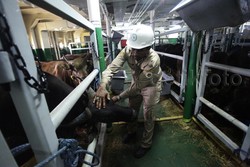 Laris Manis, 353 Sapi Asal NTT Habis Terjual Dalam Tempo 8 Hari