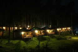 Keindahan Malam di Tengah Hutan