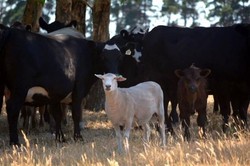 Tak Punya Ibu Sejak Bayi, Domba Australia Ini Mengira Dirinya Sapi