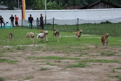 Beda! Lomba Pacu Anjing di Sawahlunto