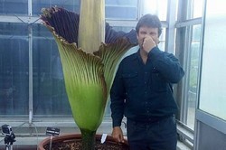 Ribuan Warga Adelaide Rela Antre Demi Melihat Bunga Bangkai