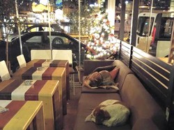 Di Malam Hari Kafe Ini Jadi Tempat Penampungan Anjing Liar