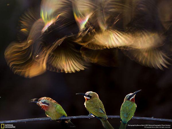 Ini Jawara NatGeo 2015, Ada Fotografer Indonesia