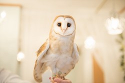 Bukan Kucing, Kini Kafe Burung Hantu yang Lagi Hit di Jepang