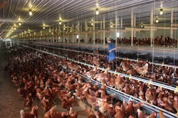 Perusahaan Makanan Besar di AS Mulai Beralih Pakai Telur Cage-Free