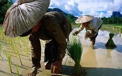 2 BUMN Ini Kembali Ditunjuk Salurkan Benih Subsidi Rp 1 T