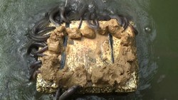 Bisnis Budidaya Ikan Sidat, Harga Menjanjikan dan Ekspor ke Jepang