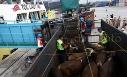 Ada Kapal Ternak, Kemendag: Harga Daging Belum Turun Sesuai Harapan