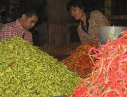 Antisipasi Musim Hujan, Cabe dan Bawang Merah Ditanam Bergantian