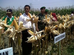 Harga Beras dan Jagung Naik, Mentan: Rp 90 T Dinikmati Petani