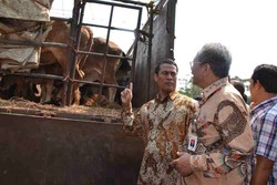 Pengusaha Ngaku Jual Rugi Sapi NTT, Mentan: Periksa Keuangannya