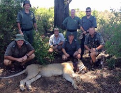 Ketika Turis Menyelamatkan Singa di Afrika