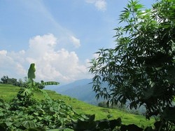 Nyeleneh, Desa Wisata di Vietnam yang Punya Ganja