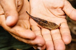 Penampakan Katak Paling Kecil di Dunia