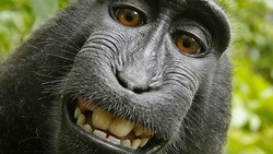 Pengadilan AS Tolak Hak Cipta Monyet Selfie Sulawesi
