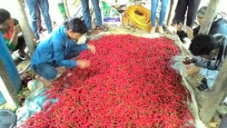Harga Cabai di Garut Rp 21.000/Kg, Sampai di Jakarta Rp 40.000/Kg