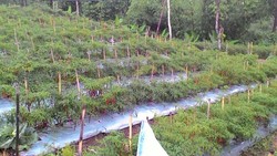 Ini Penampakan Jalan Menuju Sentra Cabai di Garut