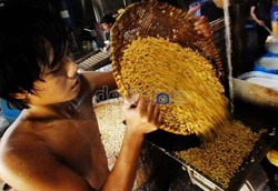 Ada Ancaman La Nina, Produksi Kedelai Akan Terganggu