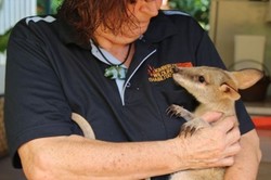 Pahlawan Kanguru Asal Australia Barat Ini Rawat Puluhan Binatang Terlantar