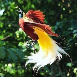 Ayo, Rancang Sendiri Drawa-mu