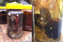 Ramuan Obat Tradisional China Ini Diracik dari Burung Hantu Hidup!