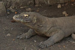 Akulah Komodo Naga, Sang Keajaiban Dunia