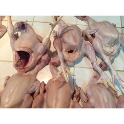 Pedagang Ayam Ini Jual Rugi Gara-gara Sepi Pembeli