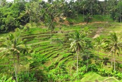 Yang Beda dari Bali, Sawah Indah di Ceking Terrace Ubud