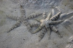 Melihat Bintang Laut di Pulau Pari, Kepulauan Seribu